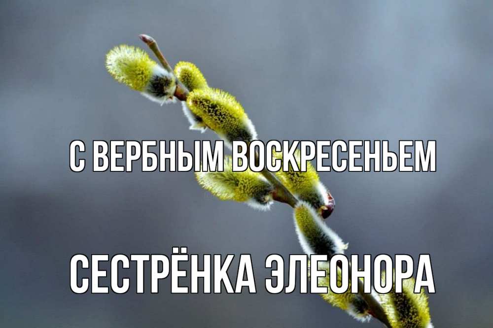Открытка на каждый день с именем, Сестрёнка-Элеонора С вербным воскресеньем верба Прикольная открытка с пожеланием онлайн скачать бесплатно 