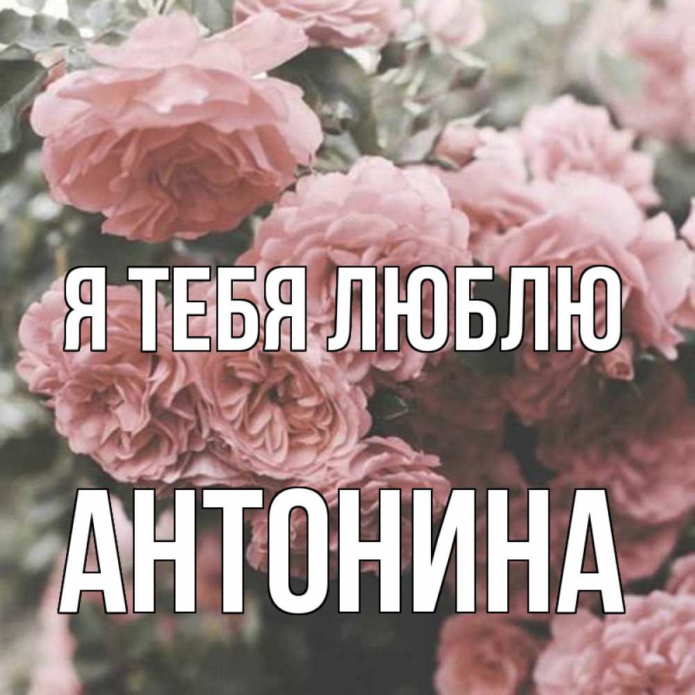 Открытка на каждый день с именем, Антонина Я тебя люблю розы 3 Прикольная открытка с пожеланием онлайн скачать бесплатно 