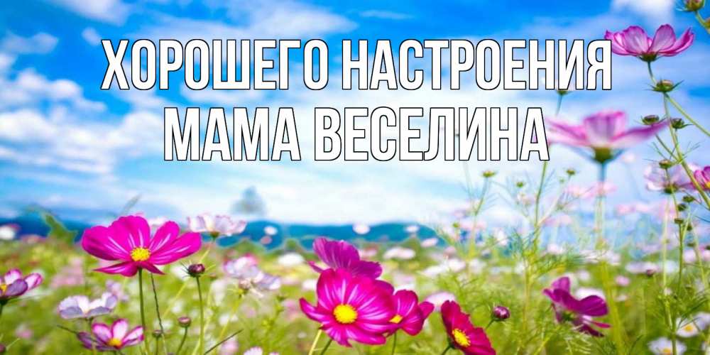 Открытка на каждый день с именем, Мама-Веселина Хорошего настроения поле цветов Прикольная открытка с пожеланием онлайн скачать бесплатно 