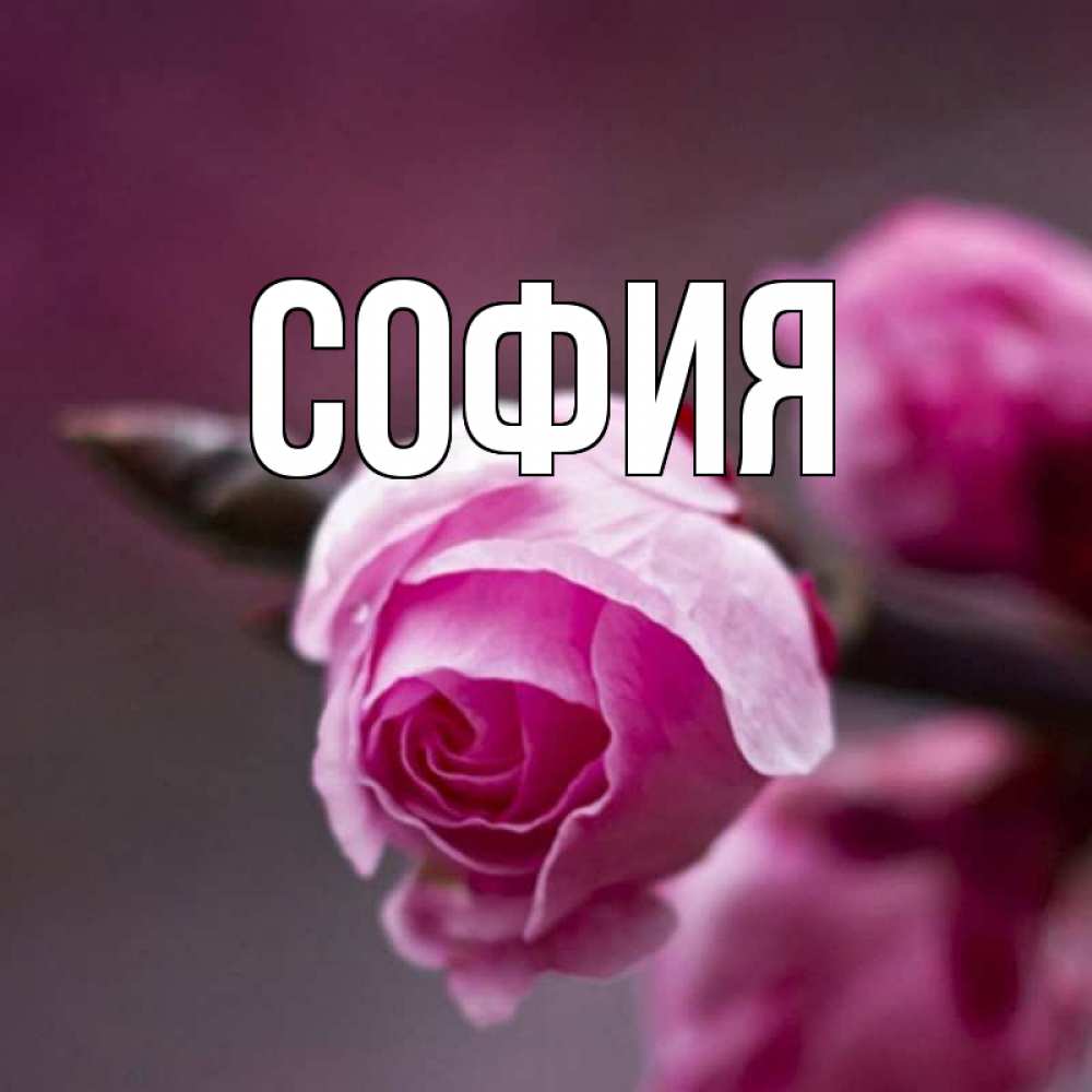 Открытка на каждый день с именем, София Главная весна Прикольная открытка с пожеланием онлайн скачать бесплатно 