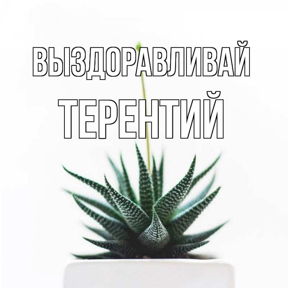 Открытка на каждый день с именем, Терентий Выздоравливай короче это непонятная колючка Прикольная открытка с пожеланием онлайн скачать бесплатно 