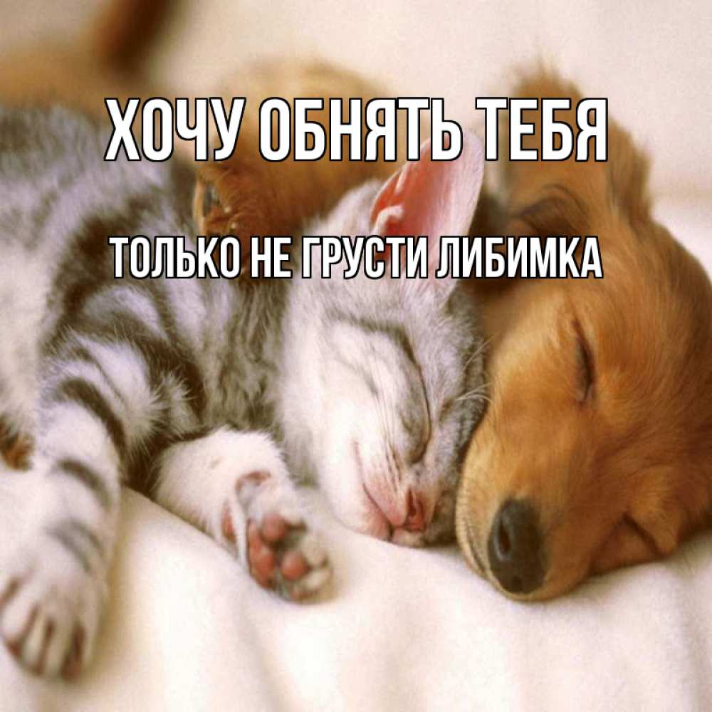 Открытка на каждый день с именем, только-не-грусти-либимка Хочу обнять тебя пес и котенок Прикольная открытка с пожеланием онлайн скачать бесплатно 