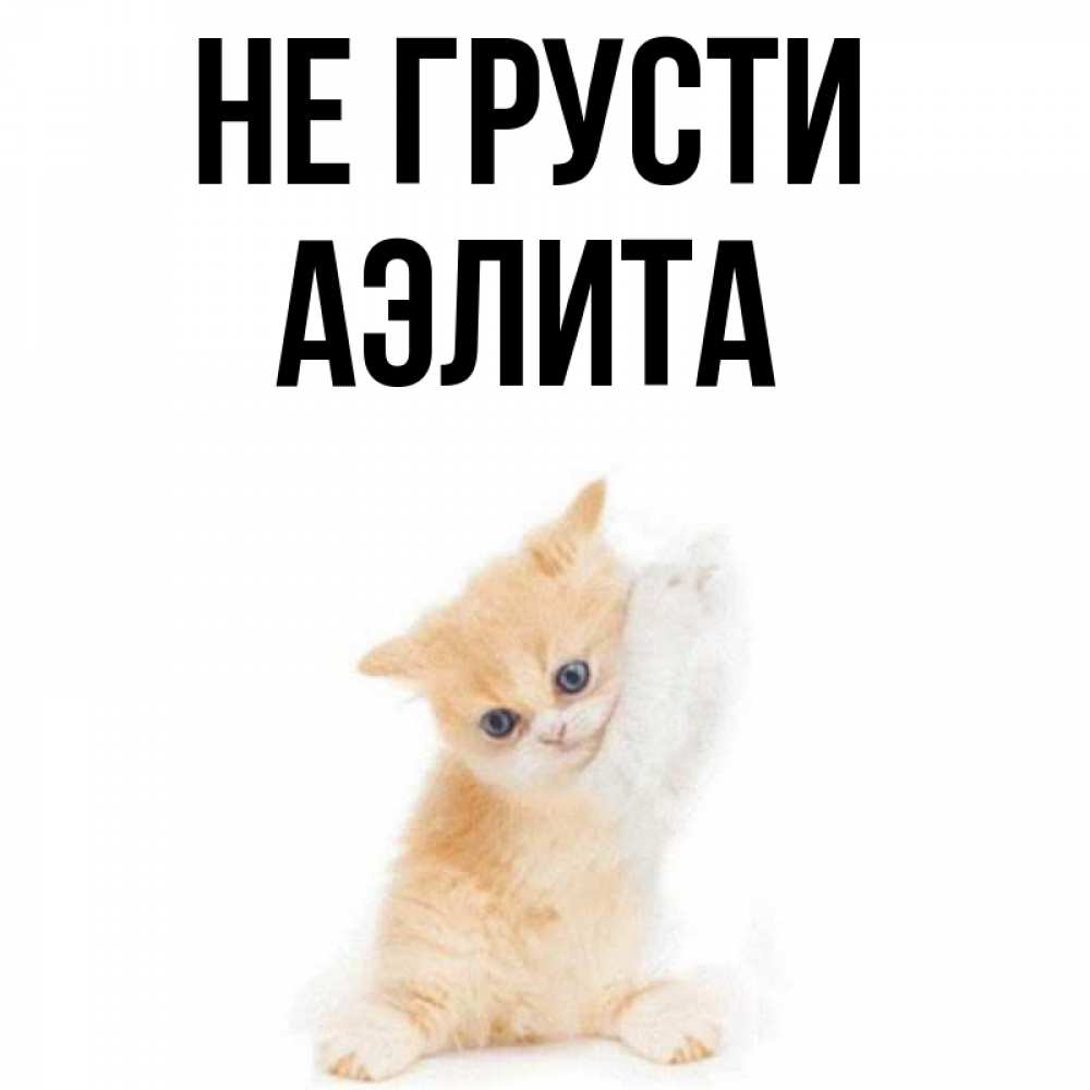 Открытка на каждый день с именем, Аэлита Не грусти просящий кот Прикольная открытка с пожеланием онлайн скачать бесплатно 