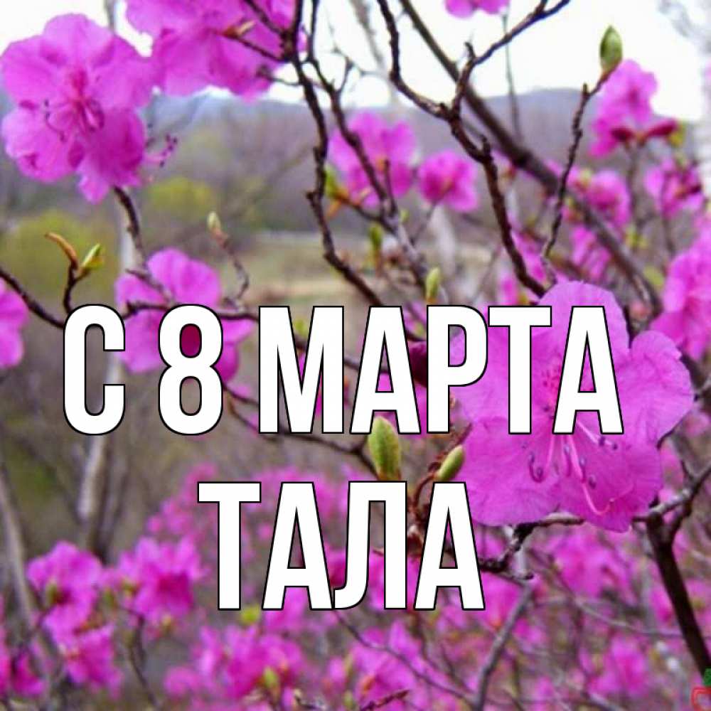 Открытка на каждый день с именем, Тала С 8 МАРТА международный женский день Прикольная открытка с пожеланием онлайн скачать бесплатно 