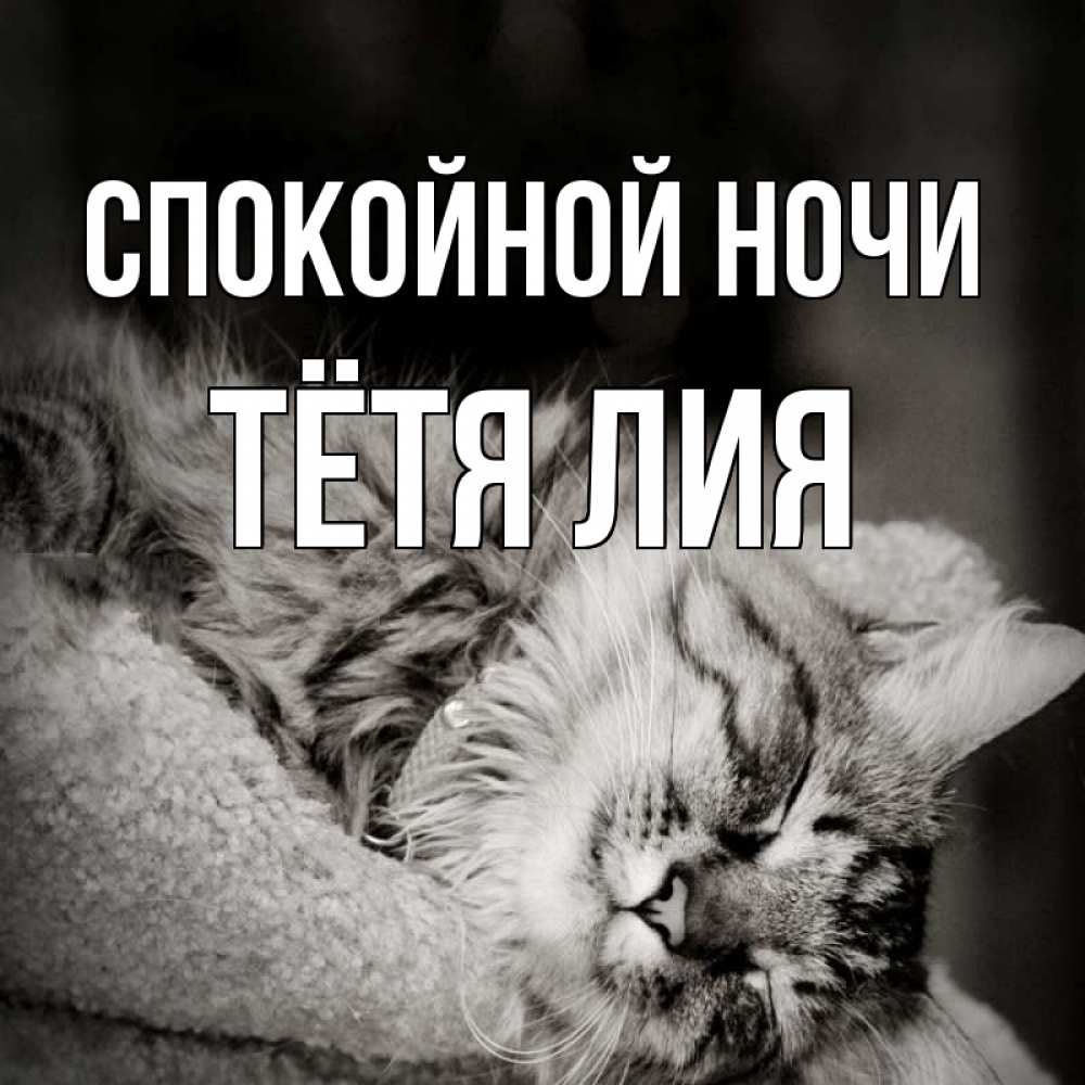 Открытка на каждый день с именем, Тётя-Лия Спокойной ночи котярик пушистый Прикольная открытка с пожеланием онлайн скачать бесплатно 
