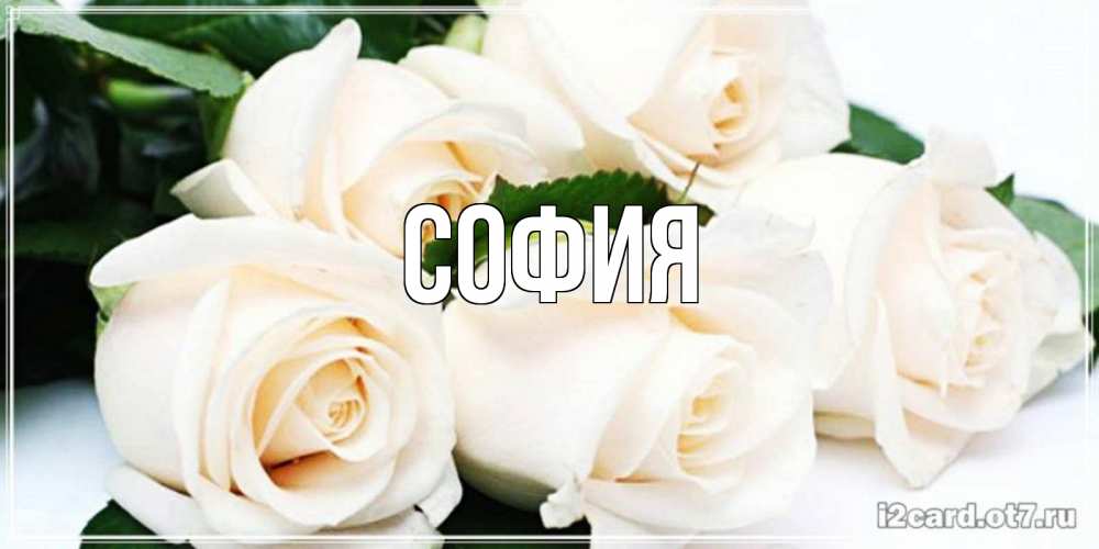 Открытка на каждый день с именем, София Главная открытка с красивыми белыми розами для родных Прикольная открытка с пожеланием онлайн скачать бесплатно 