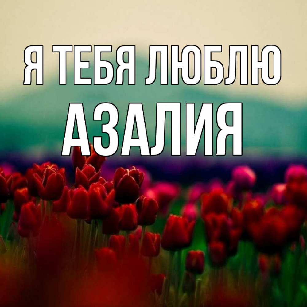 Открытка на каждый день с именем, Азалия Я тебя люблю тюльпаны 4 Прикольная открытка с пожеланием онлайн скачать бесплатно 
