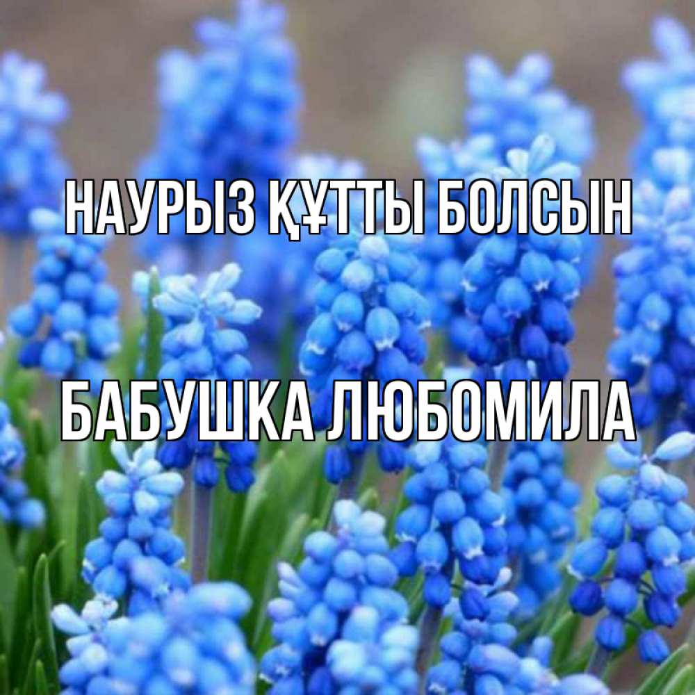 Открытка на каждый день с именем, Бабушка-Любомила Наурыз құтты болсын Поздравительная открытка для женщин с цветами на праздничную дату Прикольная открытка с пожеланием онлайн скачать бесплатно 