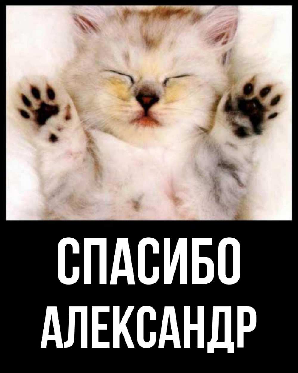 Открытка на каждый день с именем, Александр Спасибо маленький котенок Прикольная открытка с пожеланием онлайн скачать бесплатно 