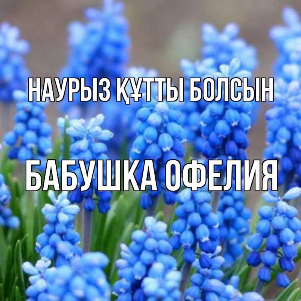 Открытка на каждый день с именем, Бабушка-Офелия Наурыз құтты болсын Поздравительная открытка для женщин с цветами на праздничную дату Прикольная открытка с пожеланием онлайн скачать бесплатно 