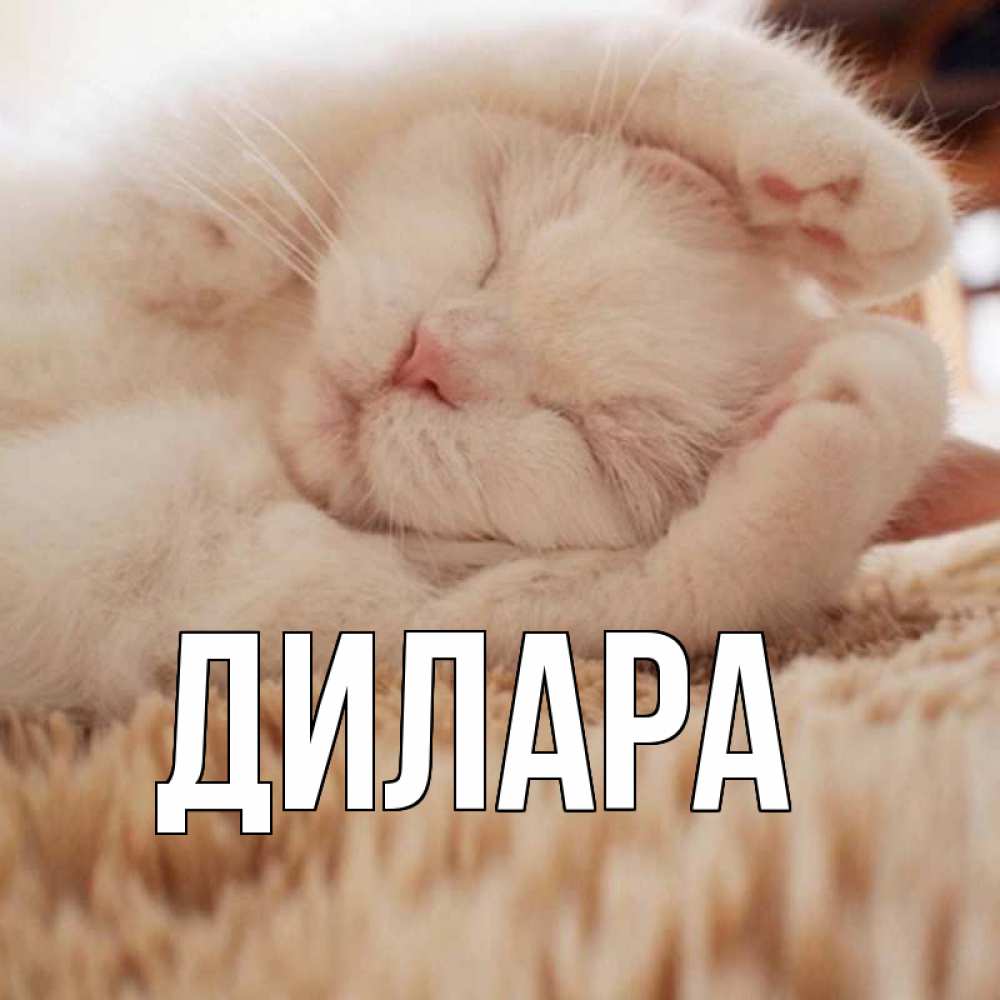 Открытка на каждый день с именем, Дилара Главная для любимой девушки милота Прикольная открытка с пожеланием онлайн скачать бесплатно 