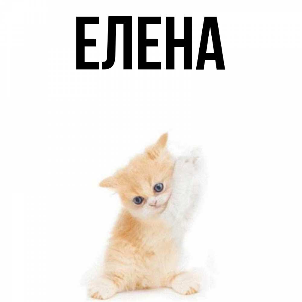 Открытка на каждый день с именем, Елена Главная зверушки и милота Прикольная открытка с пожеланием онлайн скачать бесплатно 