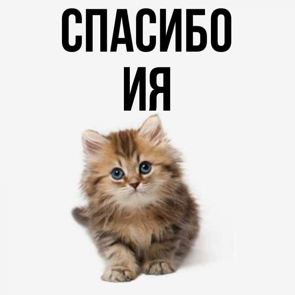 Открытка на каждый день с именем, Ия Спасибо пушистый котик Прикольная открытка с пожеланием онлайн скачать бесплатно 