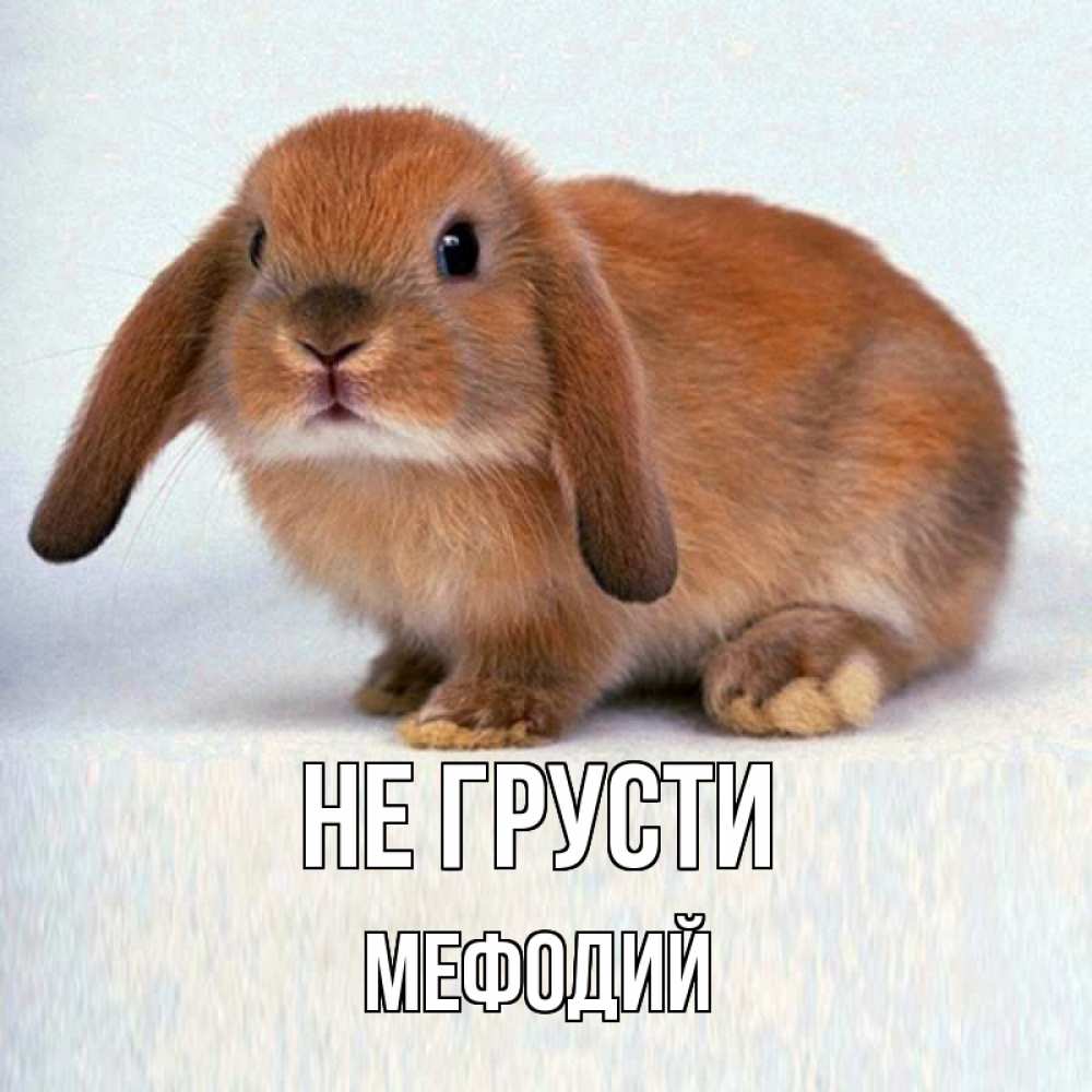 Открытка на каждый день с именем, Мефодий Не грусти рыжий зая Прикольная открытка с пожеланием онлайн скачать бесплатно 