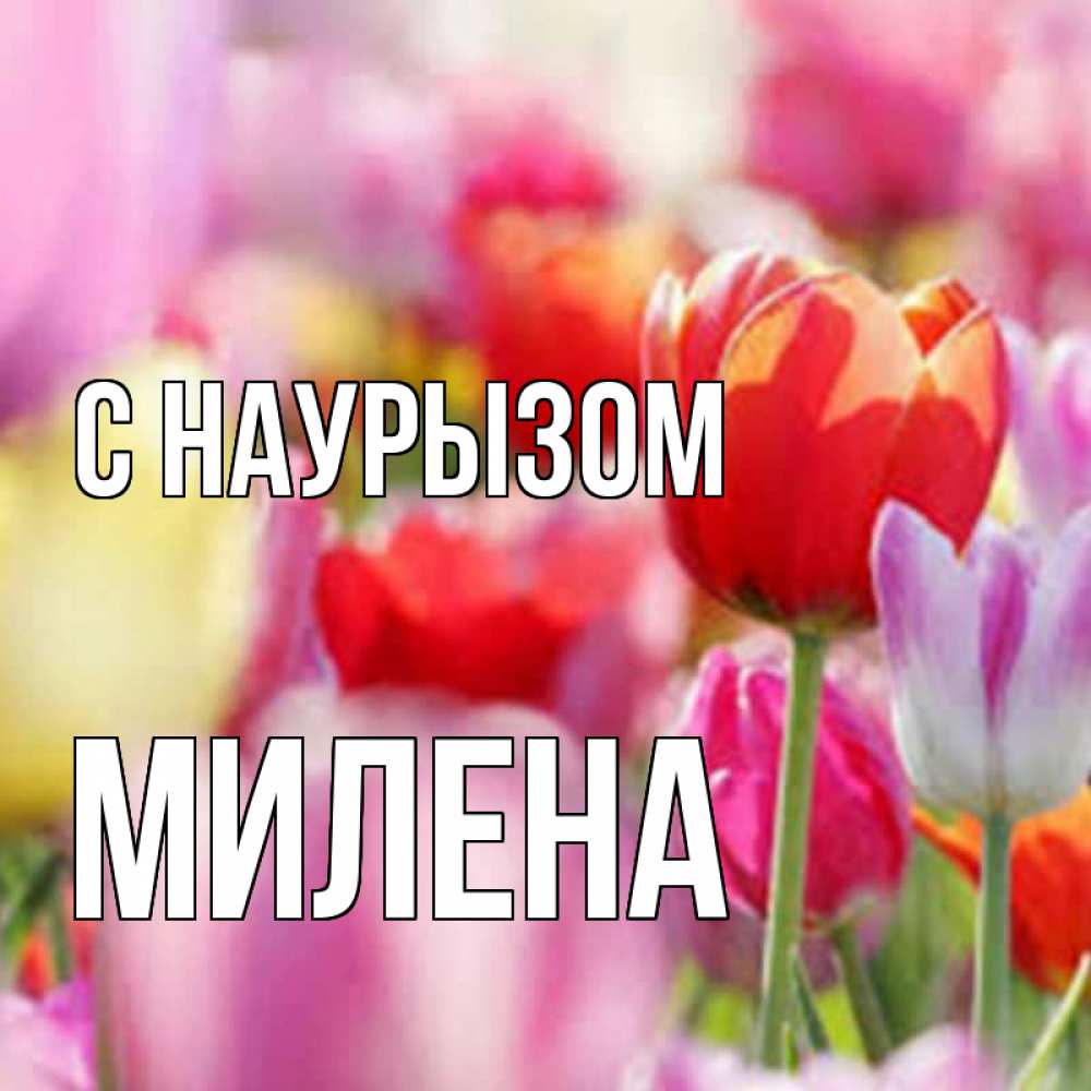 Открытка на каждый день с именем, Милена С наурызом праздник весны наурыз 67 Прикольная открытка с пожеланием онлайн скачать бесплатно 
