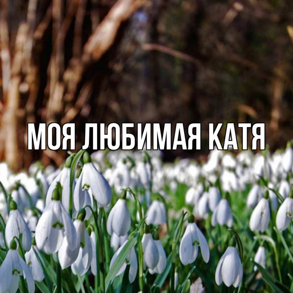 Открытка на каждый день с именем, Моя-любимая-Катя Главная с подснежниками 1 Прикольная открытка с пожеланием онлайн скачать бесплатно 