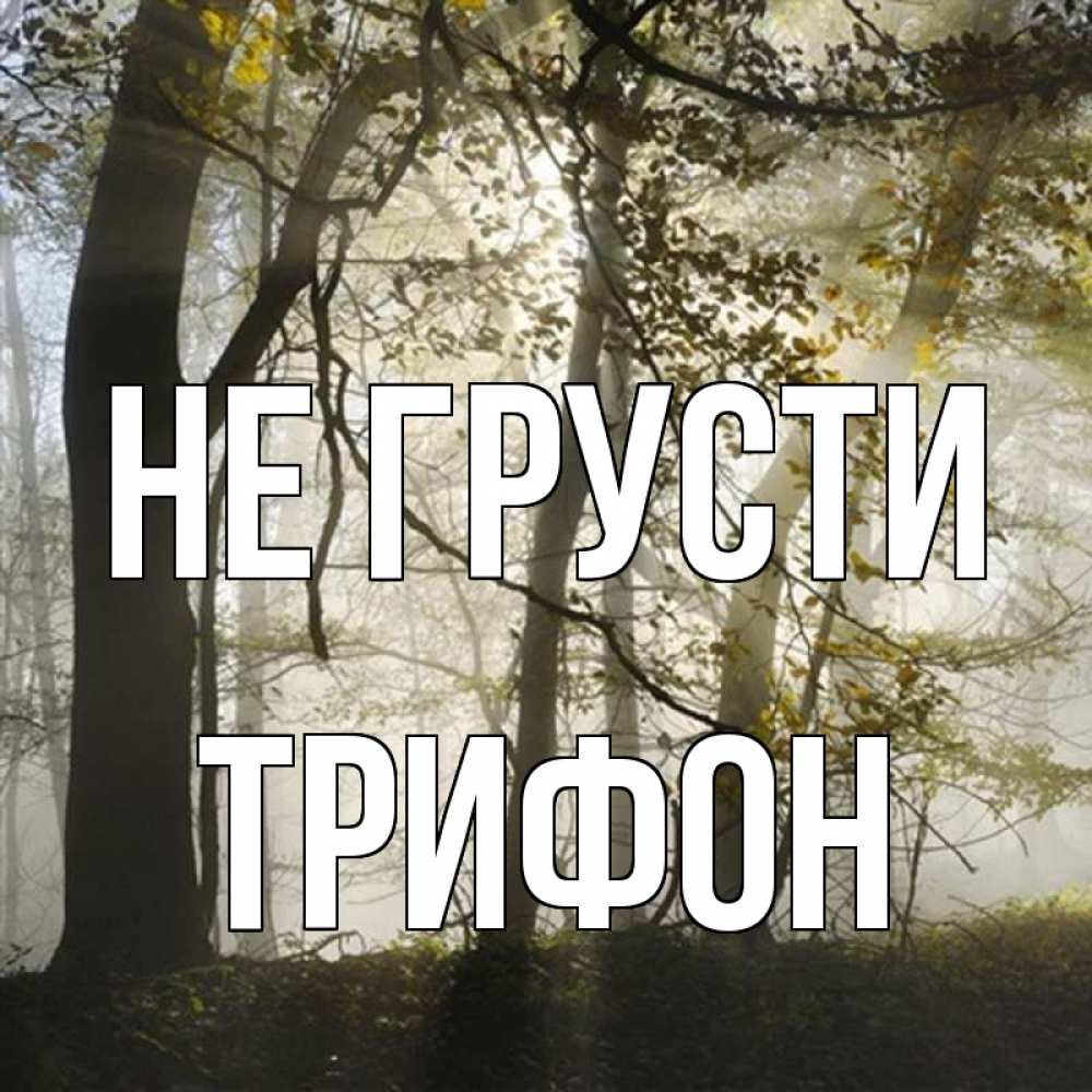 Открытка на каждый день с именем, Трифон Не грусти лес и свет Прикольная открытка с пожеланием онлайн скачать бесплатно 