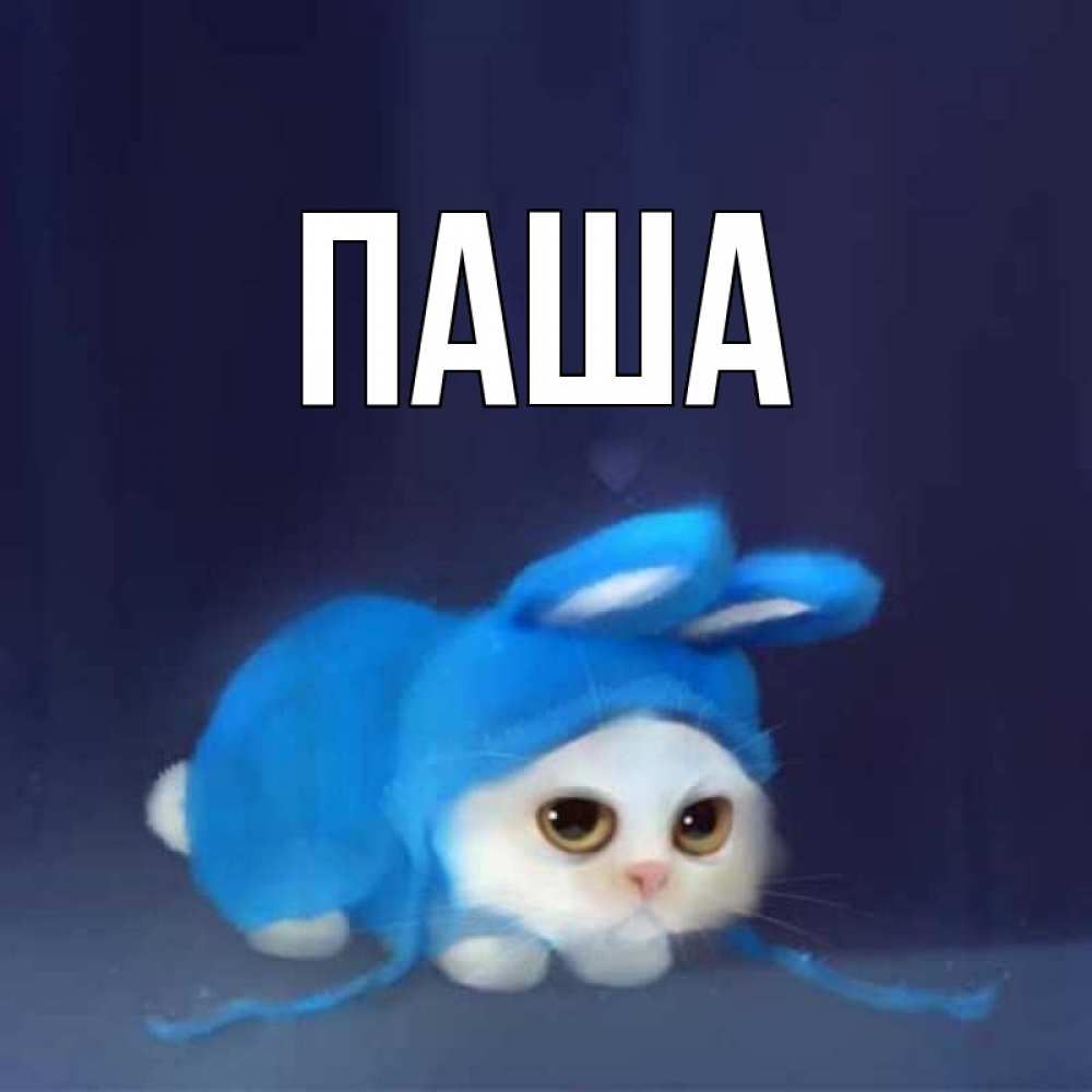 Открытка на каждый день с именем, паша Главная кот в голубом костюме кролика с ушками Прикольная открытка с пожеланием онлайн скачать бесплатно 