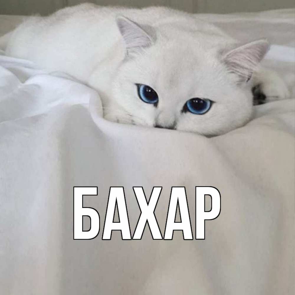 Открытка на каждый день с именем, Бахар Главная белый кот с голубыми глазами на белоснежной кровати Прикольная открытка с пожеланием онлайн скачать бесплатно 