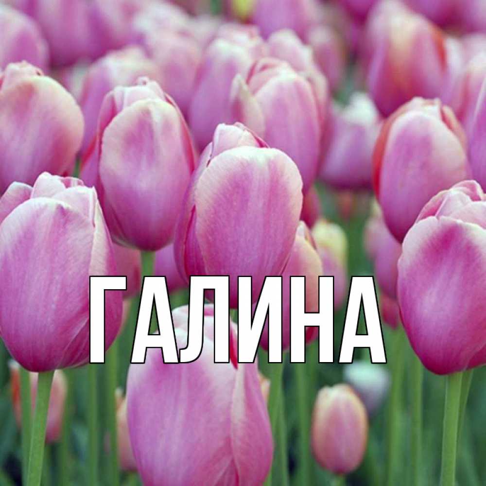 Открытка на каждый день с именем, Галина Главная праздник весны наурыз 69 Прикольная открытка с пожеланием онлайн скачать бесплатно 