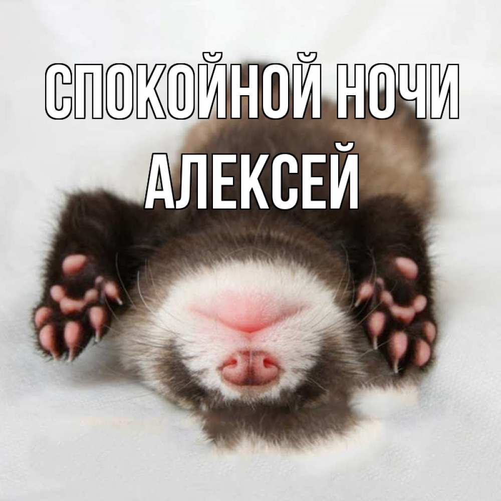 Открытка на каждый день с именем, Алексей Спокойной ночи зверек Прикольная открытка с пожеланием онлайн скачать бесплатно 
