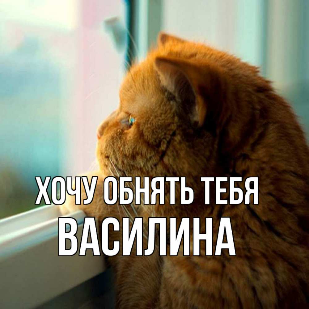 Открытка на каждый день с именем, Василина Хочу обнять тебя большой огромный рыжий котяра Прикольная открытка с пожеланием онлайн скачать бесплатно 