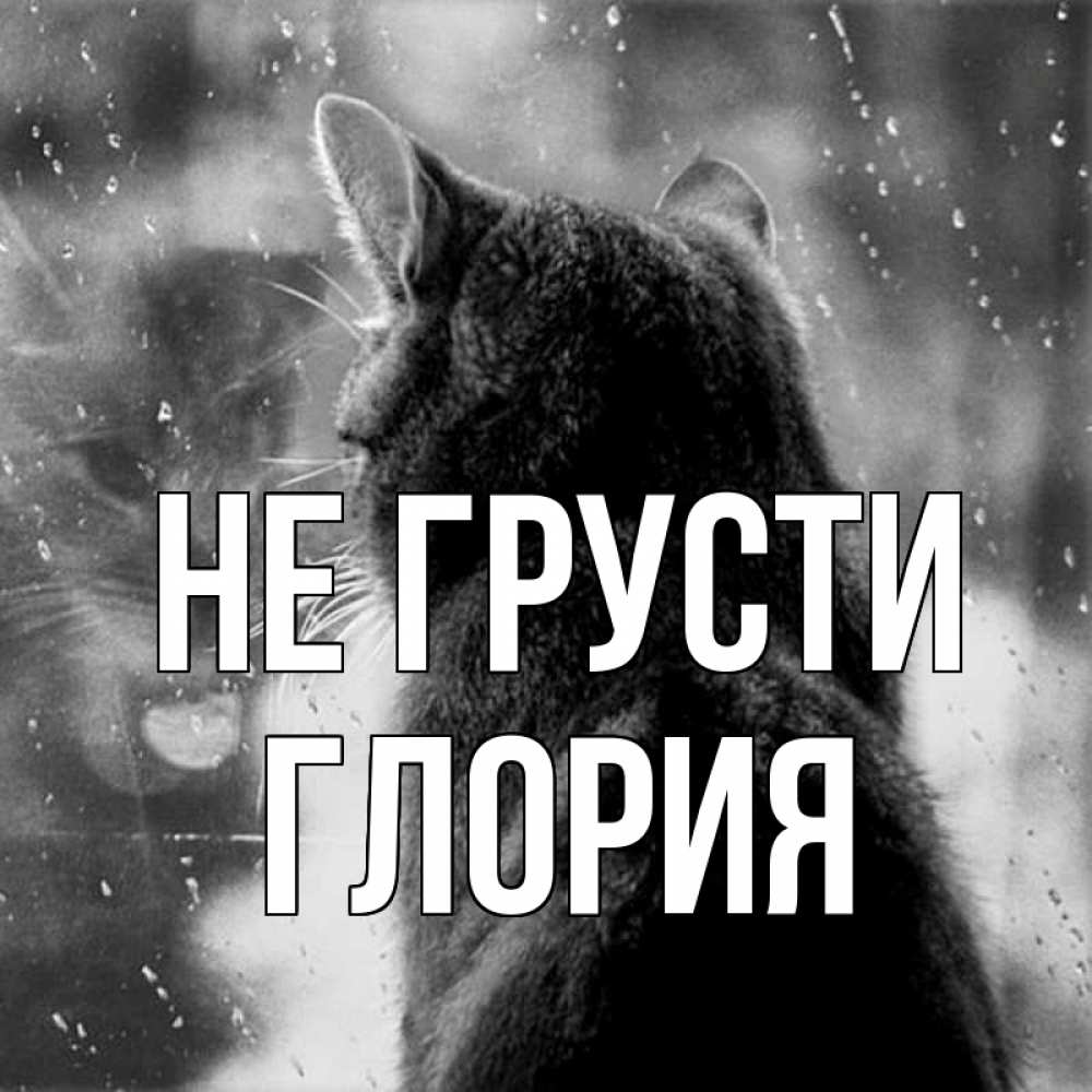 Открытка на каждый день с именем, Глория Не грусти отражение кота 1 Прикольная открытка с пожеланием онлайн скачать бесплатно 
