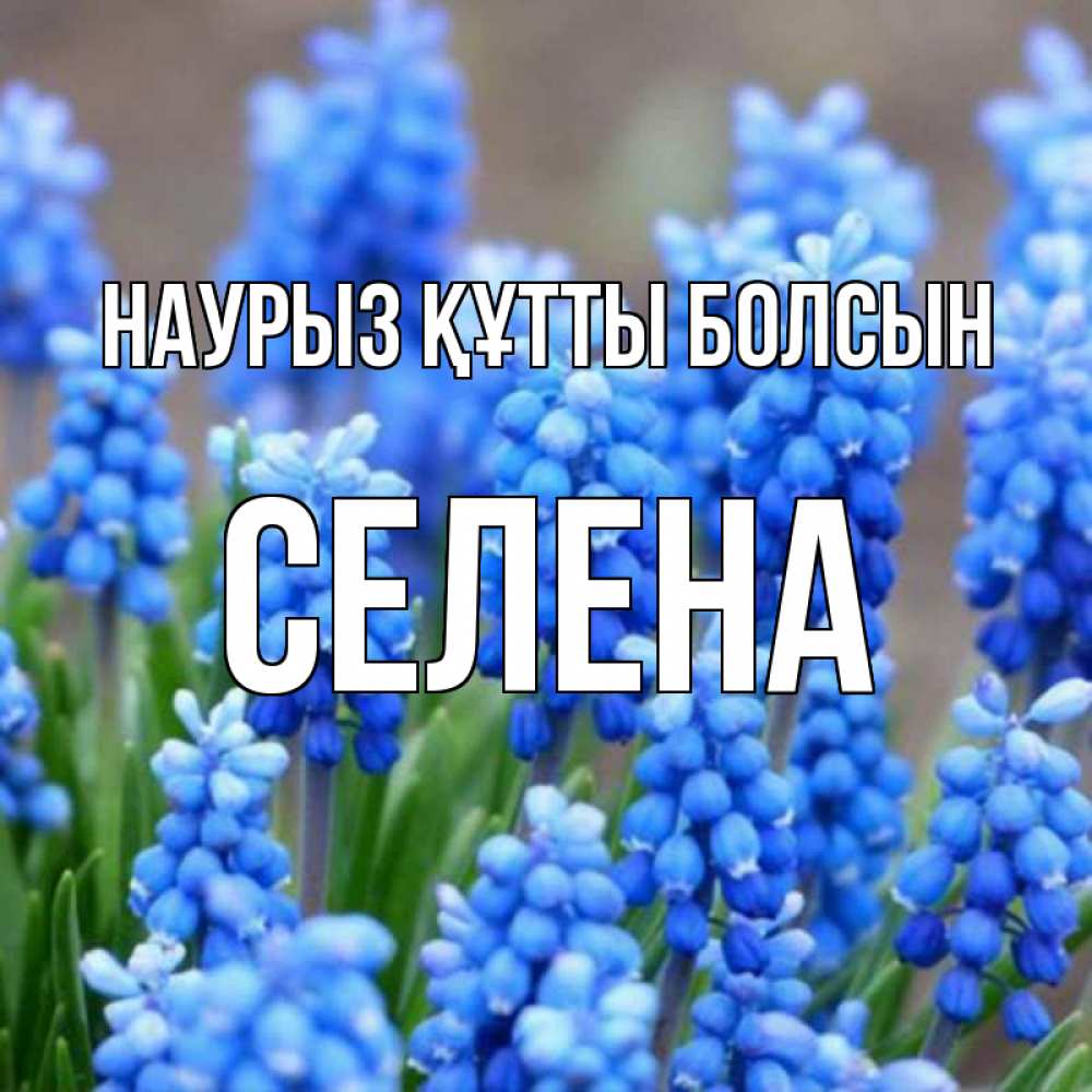 Картинка Наурыз құтты болсын, Селена