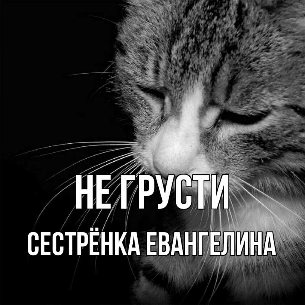 Открытка на каждый день с именем, Сестрёнка-Евангелина Не грусти грустный котик Прикольная открытка с пожеланием онлайн скачать бесплатно 