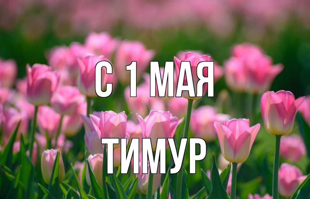 Открытка на каждый день с именем, Тимур С 1 мая С 1 мая Прикольная открытка с пожеланием онлайн скачать бесплатно 
