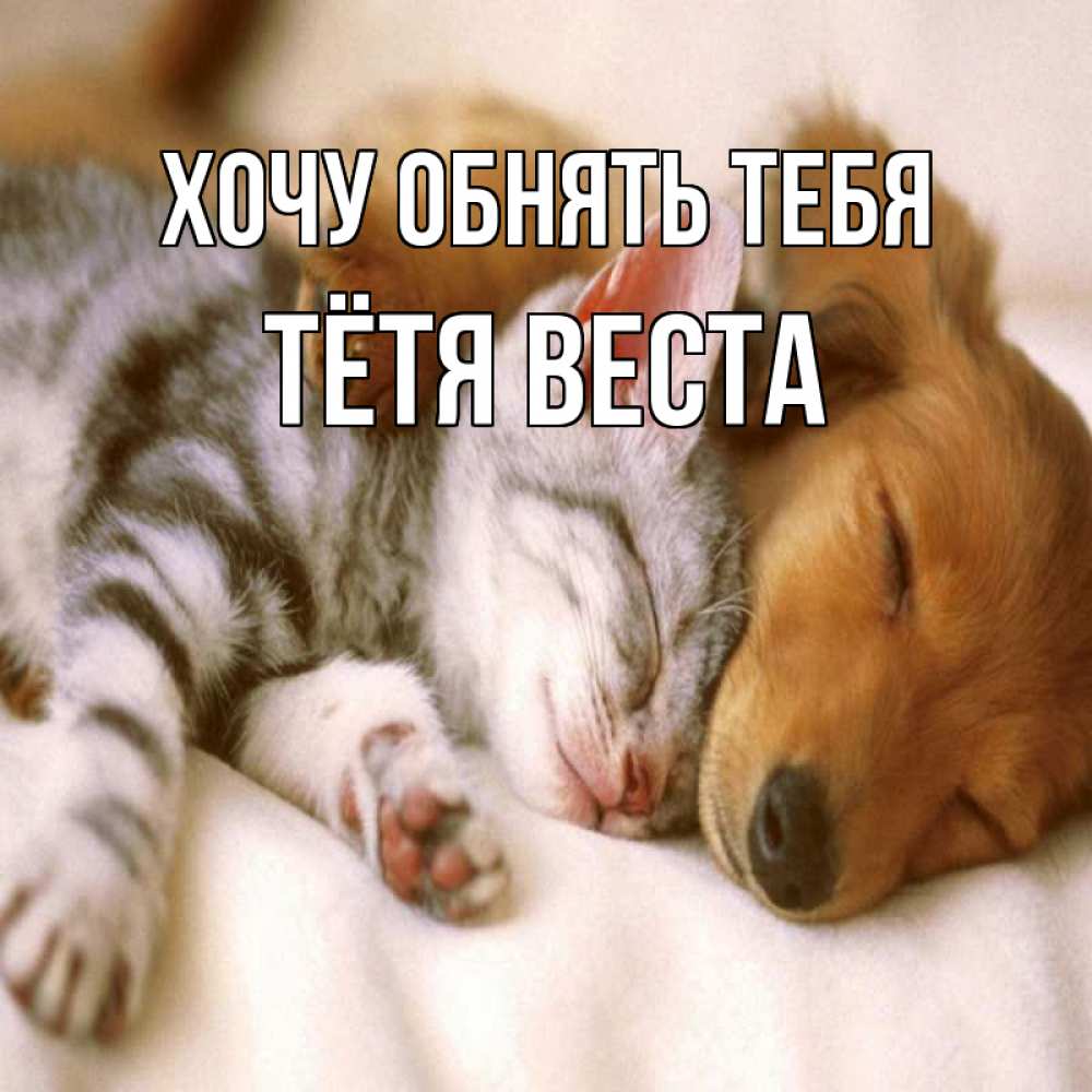 Открытка на каждый день с именем, Тётя-Веста Хочу обнять тебя пес и котенок Прикольная открытка с пожеланием онлайн скачать бесплатно 