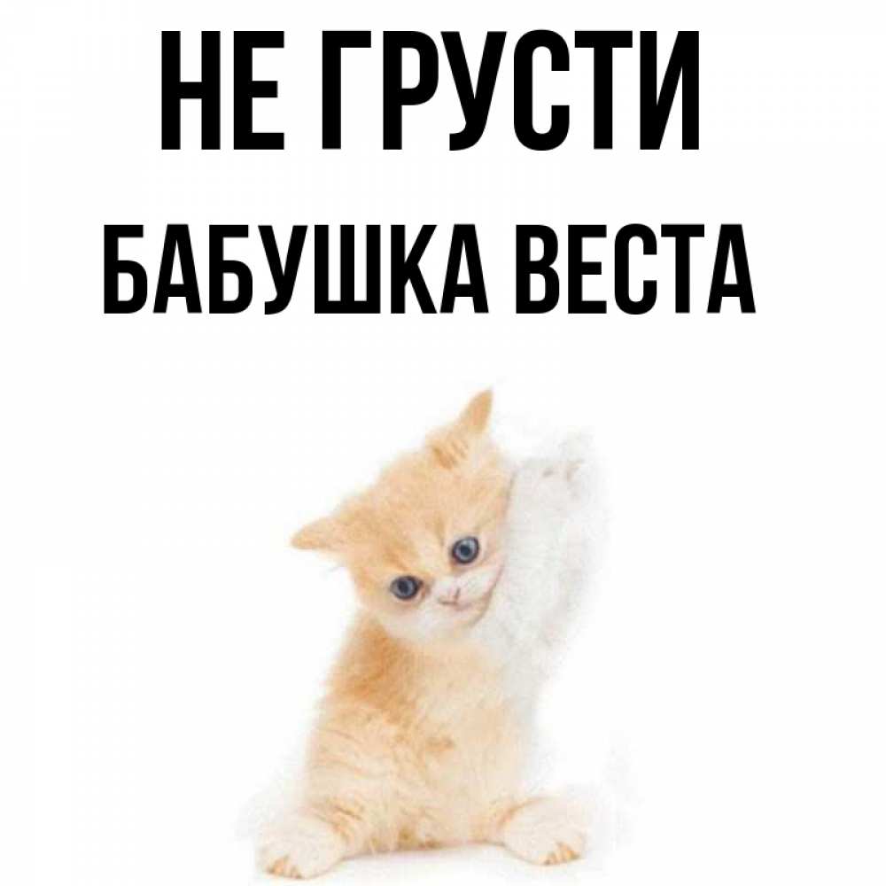 Открытка на каждый день с именем, Бабушка-Веста Не грусти просящий кот Прикольная открытка с пожеланием онлайн скачать бесплатно 