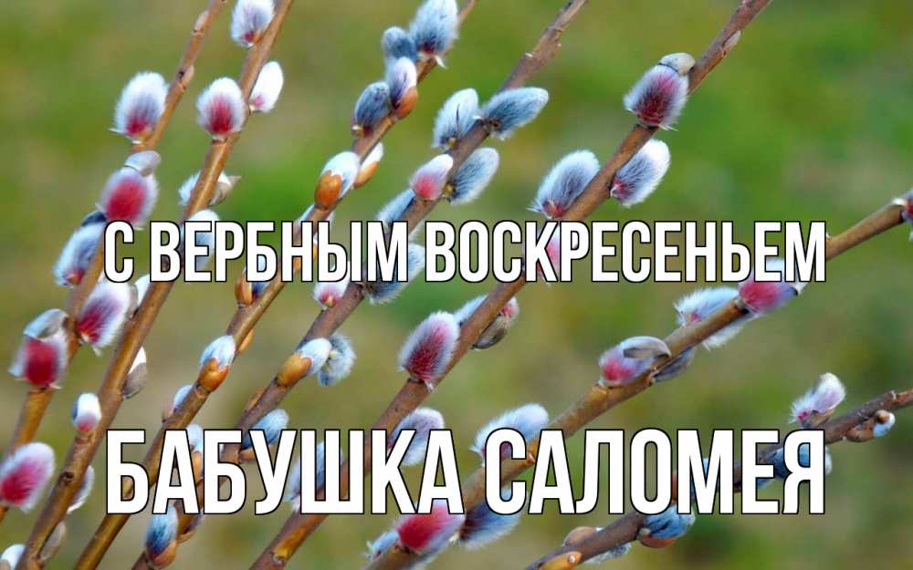 Открытка на каждый день с именем, Бабушка-Саломея С вербным воскресеньем верба Прикольная открытка с пожеланием онлайн скачать бесплатно 