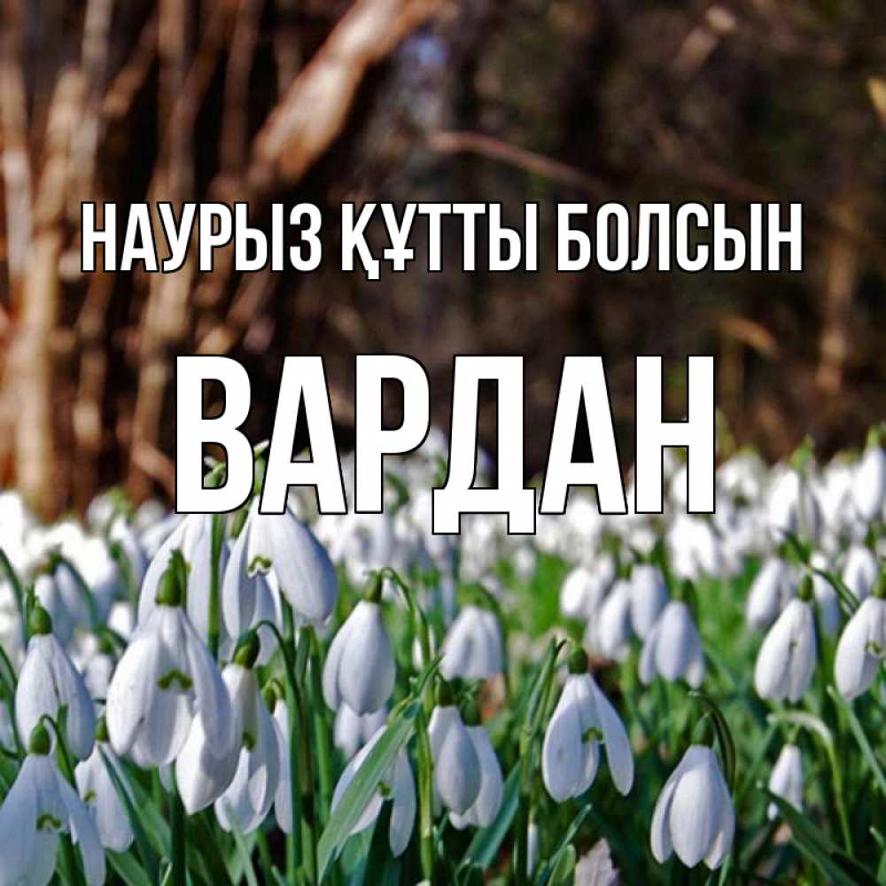 Открытка на каждый день с именем, Вардан Наурыз құтты болсын с подснежниками 1 Прикольная открытка с пожеланием онлайн скачать бесплатно 