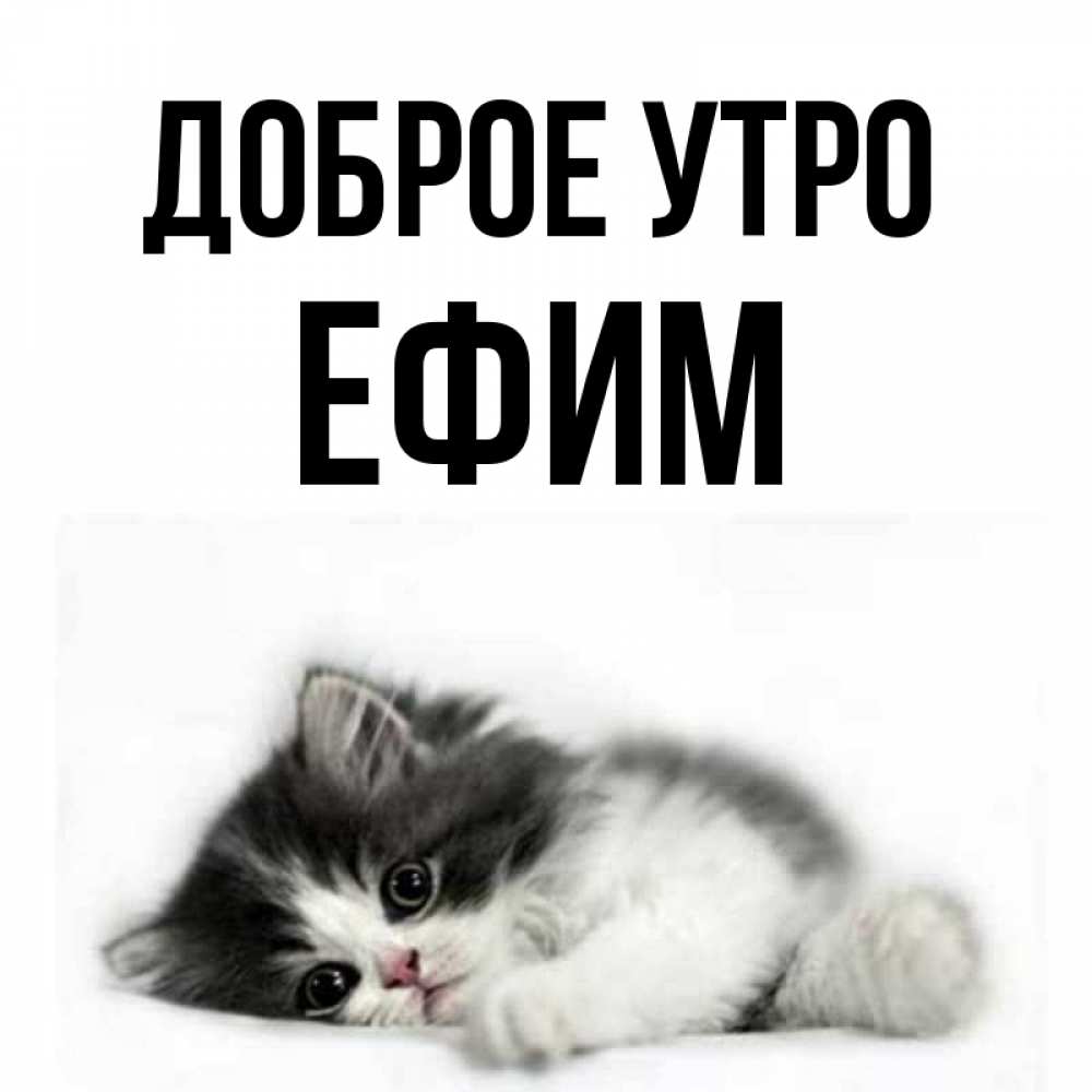 Открытка на каждый день с именем, Ефим Доброе утро кот лапки Прикольная открытка с пожеланием онлайн скачать бесплатно 