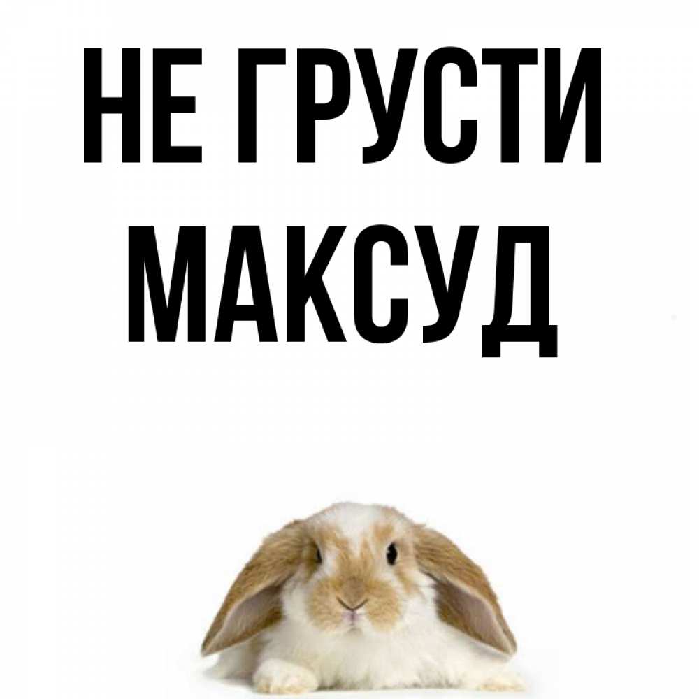 Открытка на каждый день с именем, Максуд Не грусти коричнево белый заяц с большими ушками Прикольная открытка с пожеланием онлайн скачать бесплатно 