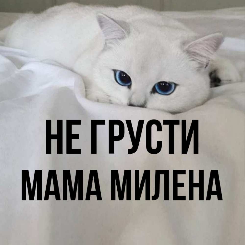 Открытка на каждый день с именем, Мама-Милена Не грусти Голубоглазая кошка Прикольная открытка с пожеланием онлайн скачать бесплатно 