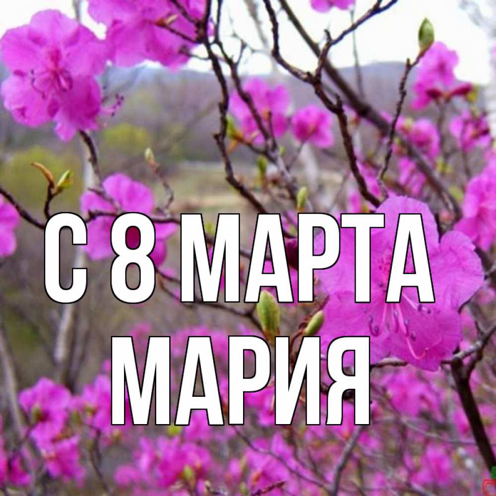 Открытка на каждый день с именем, Мария С 8 МАРТА международный женский день Прикольная открытка с пожеланием онлайн скачать бесплатно 