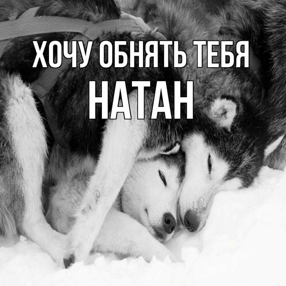 Открытка на каждый день с именем, Натан Хочу обнять тебя собачки в упряжке Прикольная открытка с пожеланием онлайн скачать бесплатно 