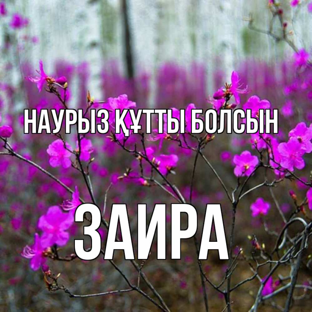 Открытка на каждый день с именем, Заира Наурыз құтты болсын дикие цветы Прикольная открытка с пожеланием онлайн скачать бесплатно 
