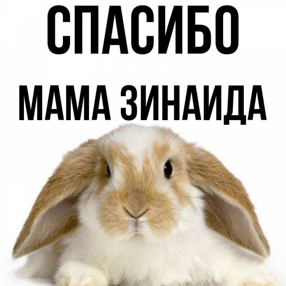 Открытка на каждый день с именем, Мама-Зинаида Спасибо коричнево белый заяц Прикольная открытка с пожеланием онлайн скачать бесплатно 