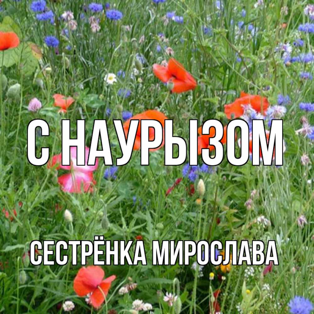 Открытка на каждый день с именем, Сестрёнка-Мирослава С наурызом праздник весны наурыз супер открытка Прикольная открытка с пожеланием онлайн скачать бесплатно 