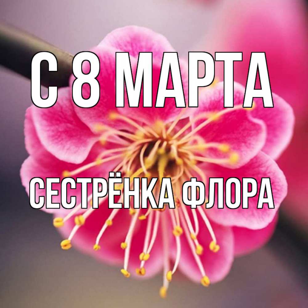 Открытка на каждый день с именем, Сестрёнка-Флора С 8 марта цветы Прикольная открытка с пожеланием онлайн скачать бесплатно 