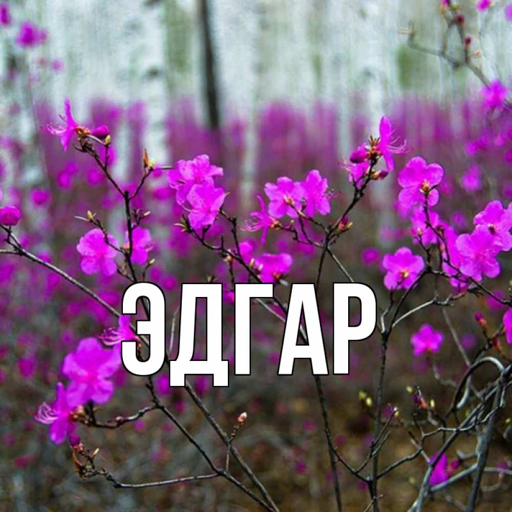 Открытка на каждый день с именем, Эдгар Главная дикие цветы Прикольная открытка с пожеланием онлайн скачать бесплатно 