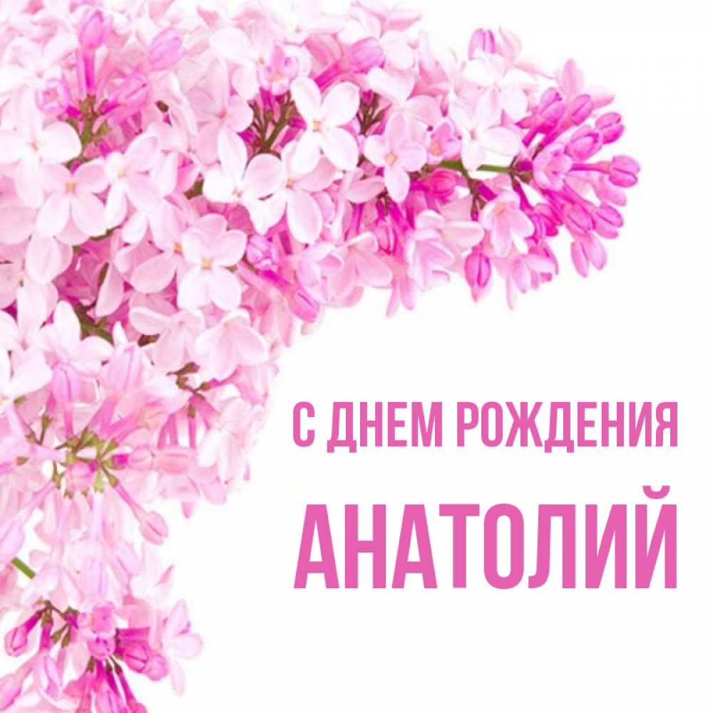 Открытка на каждый день с именем, Анатолий С днем рождения Сирень на белом фоне Прикольная открытка с пожеланием онлайн скачать бесплатно 