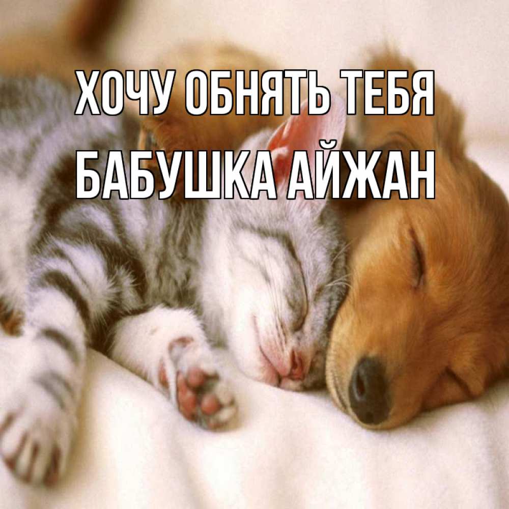 Открытка на каждый день с именем, Бабушка-Айжан Хочу обнять тебя пес и котенок Прикольная открытка с пожеланием онлайн скачать бесплатно 