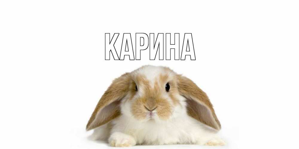 Открытка на каждый день с именем, Карина Главная вислоухий кролик белого и коричневого цвета Прикольная открытка с пожеланием онлайн скачать бесплатно 