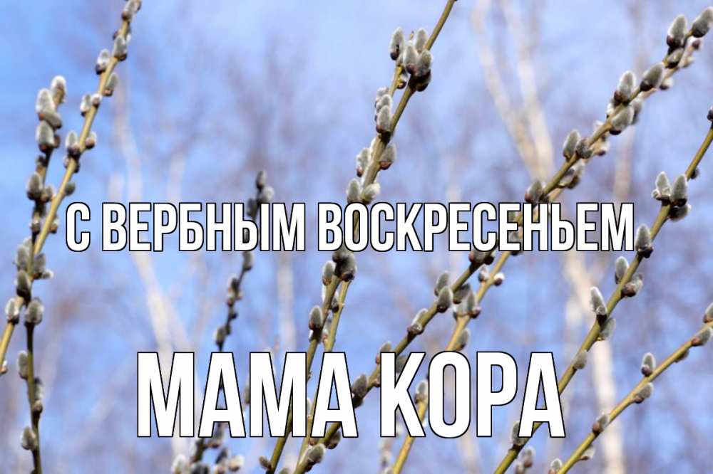 Открытка на каждый день с именем, Мама-Кора С вербным воскресеньем верба Прикольная открытка с пожеланием онлайн скачать бесплатно 