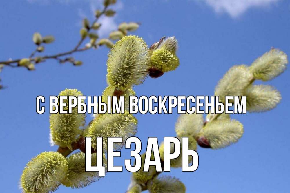 Открытка на каждый день с именем, Цезарь С вербным воскресеньем верба Прикольная открытка с пожеланием онлайн скачать бесплатно 