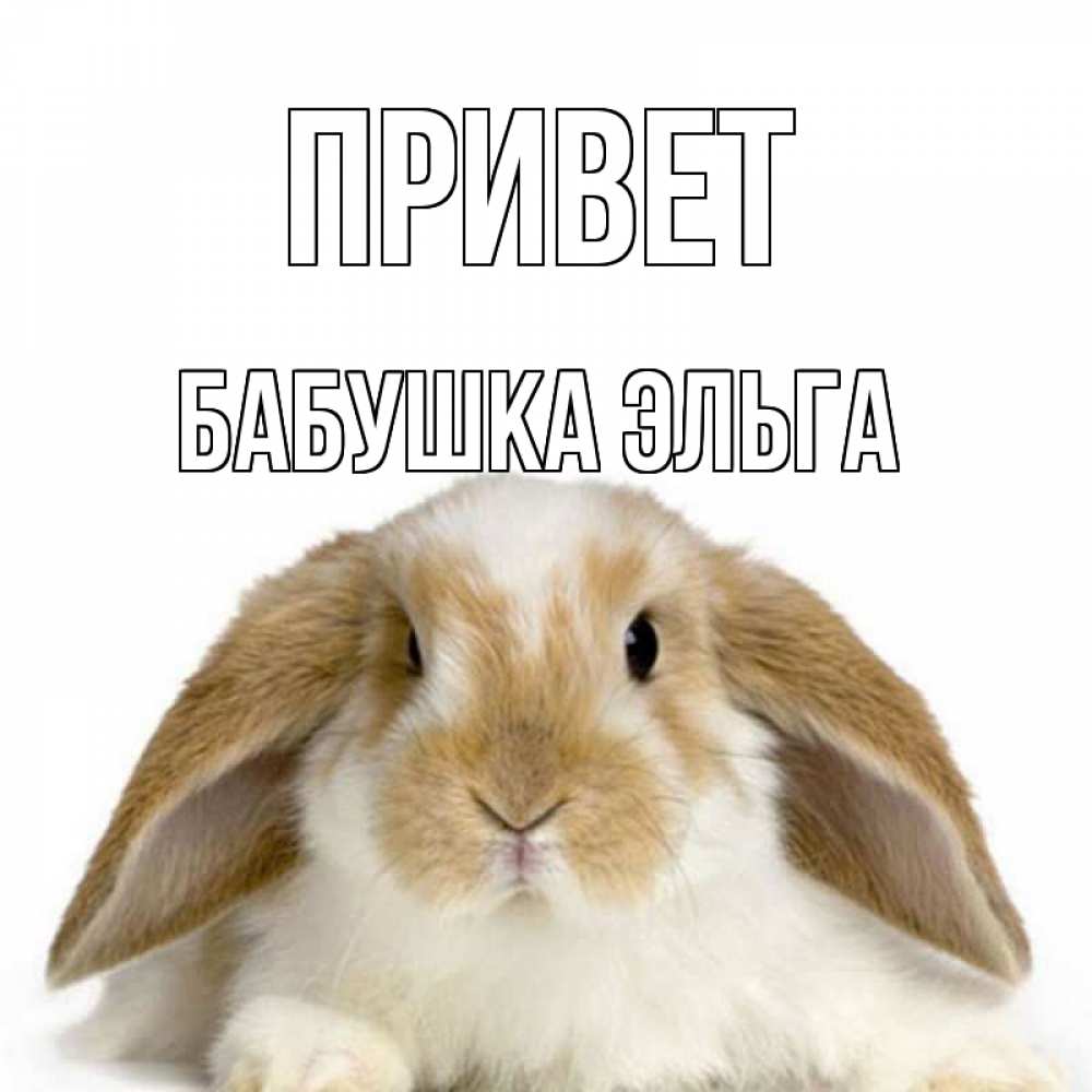 Открытка на каждый день с именем, Бабушка-Эльга Привет с животными Прикольная открытка с пожеланием онлайн скачать бесплатно 